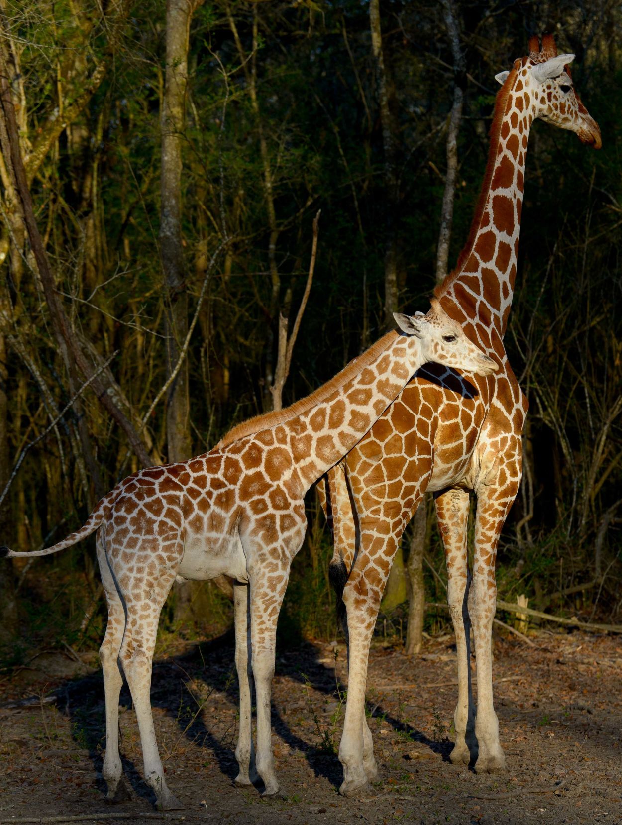 no.babygiraffe.030318.007